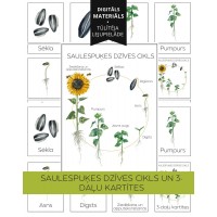 Saulespuķes Dzīves Cikls Un 3-Daļu Kartītes - OUWAKIDS