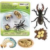 Briežvaboles Dzīves Cikls - SAFARI Ltd.