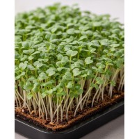 BROKOĻI SĒKLAS DIEDZĒŠANAI MIKROZAĻUMIEM RAMOSO CALABRESE - OUWAKIDS