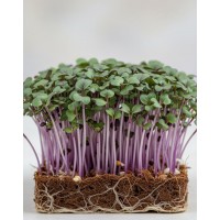 KOLRĀBJI MIKROZAĻUMIEM  SĒKLAS PURPLE VIENNA VIOLET - OUWAKIDS