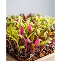 LAPU BIETE MANGOLDS MIKROZAĻUMIEM SĒKLAS SWISS CHARD MIX - OUWAKIDS