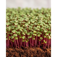 REDĪSI MIKROZAĻUMIEM SĒKLAS ROSE D'HIVER DE CHINE WINTER ROSE - OUWAKIDS