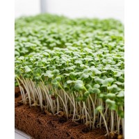 REDĪSI MIKROZAĻUMIEM SĒKLAS DAIKON MINO EARLY - OUWAKIDS