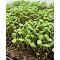 SAULESPUĶES MIKROZAĻUMIEM SĒKLAS SMALL SEED - OUWAKIDS