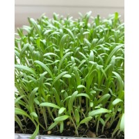 SPINĀTI MIKROZAĻUMIEM SĒKLAS SMOOTH LEAVES - OUWAKIDS